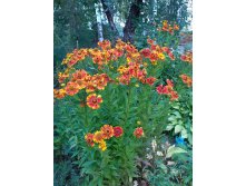    (Helenium autumnale Biedermeier) 80 .