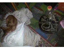 Спят с котом