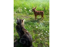 С котом