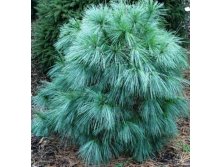 Pinus schwerinii Wiethorst C3/P19 25-30 CM-  16,60  3