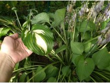 Hosta Undulata Albomarginata