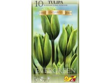 34820, 10 Tulipa Evergreen-3, 320.jpg