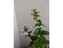 IMG 20190905 065326.jpg
