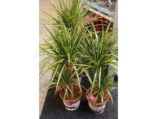   ( Dracaena Marginata Sunray)