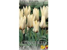 42020, 10 Tulipa Concerto-2, 208.jpg