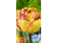 33210, 10 Tulipa Sundowner-2, 295.jpg