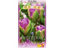 36420, 5 Tulipa BLUEBERRY ICE-3 257.jpg