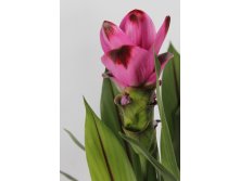    (Curcuma Siam Splash)