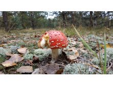 Грибы, мухомор