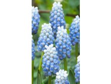 7580, 20 MUSCARI PEPPERMINT-3, 203.jpg