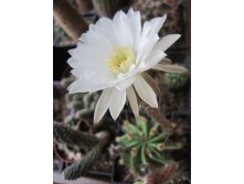 Echinopsis chacoana