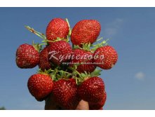 Земляника садовая Брайтон Кассета 6 ячеек, 180.00 руб 2шт  , Р9  45р  5шт