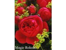  Magic Rokoko ( 11).jpeg