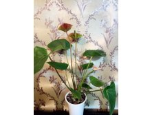     (Anthurium Princess Amalia Elegance)