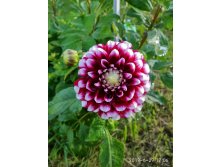 IMG 20190829 170640 HDR.jpg