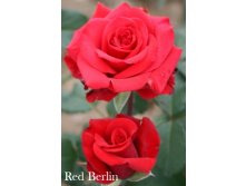  Red Berlin ( 7)jpeg