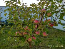 IMG 20190830 182207 HDR.jpg