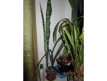  ()  (Sansevieria trifasciata Prain