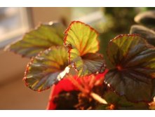   Beleaf Evening Glow