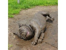 Muddy Dog is happy dog - Imgur.jpg