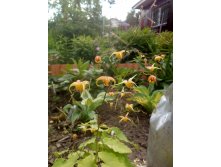 IMG 20190603 093605.jpg