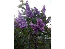 IMG 20190524 195809.jpg