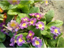 IMG 20190519 064253.jpg