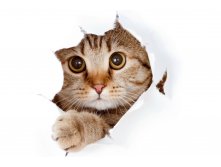 Cats Glance Paws 444682.jpg