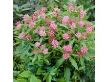   Swamp Milkweed*