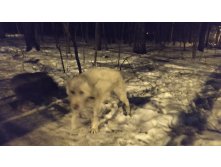 Собака в лесу (2)
