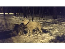 Собака в лесу