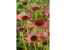 Echinacea-purpurea-Orange-Spider-2.jpg