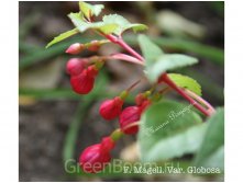 Fuchsia magellanica var. globosa. -  -  100.jpg