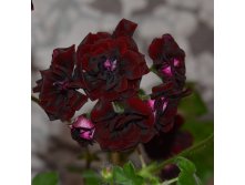   Royal Black Rose