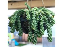   (Sedum morganianum) - 400 .