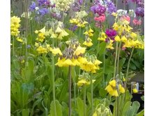 Primula-Florindyi..jpg