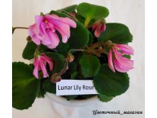 Lunar Lily Rose