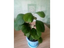 Ficus  deltoidea golden leaves.