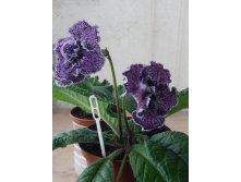 DS-Blackberry.