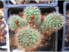 Rebutia donaldiana