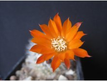 Rebutia flavystila FR 756