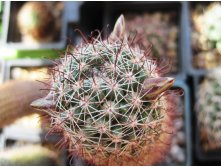 Mammillaria sheldonii