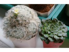 Mammillaria plumosa  Graptopetallum   1310