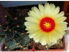 Astrophytum capricorne