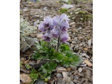 Aconitum rotundifolium.jpg