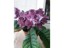 DS-