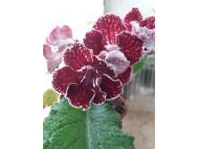 DS-2052,