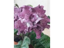 DS-,