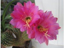 Echinopsis mamillosa kermesina