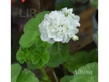 Albina